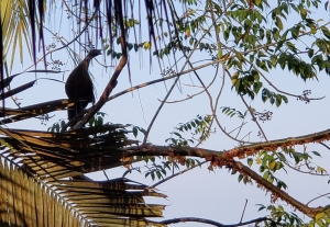 Many of these birds here.