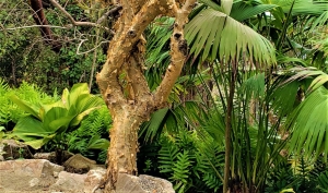 Papelillo Blanco (Mariosousa,heterophylla, Willard's Acacia)