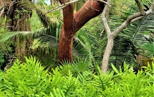 Papelillo Rojo (Bursera multijuga, Cuajiote Amarillo)