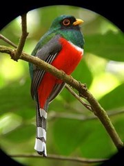 Trogon