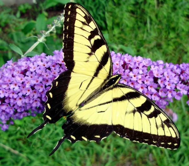 Yellow-feathered Butterfly