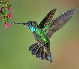 Quetzal Hummingbird
