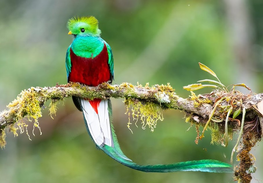 Resplendent Quetzal