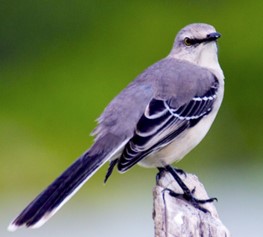 Mockingbird
