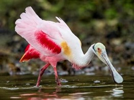 Roseate Spoonbill Swan