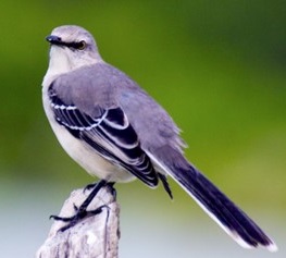400-Voice Bird (Mockingbird)