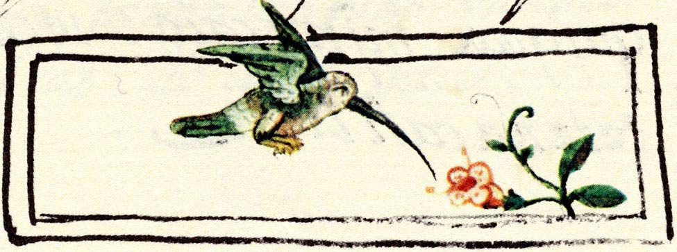 Hummingbird sipping nectar. Florentine Codex Book 11 fig. 52
