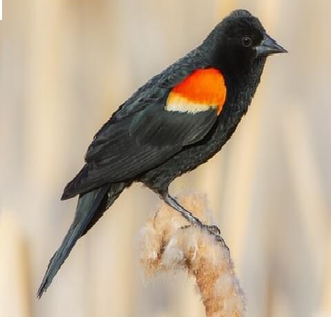 Red-winged Blackbird