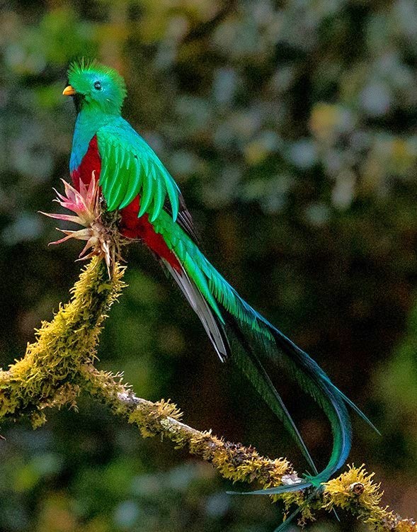 Resplendent Quetzal