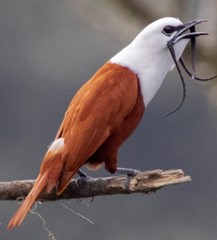 The Bellbird sings