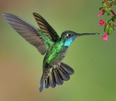 The Turquoise Jade Hummingbird