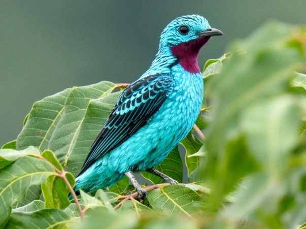 Where the Cotinga Bird lives