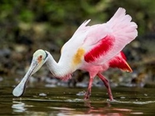 Where the Roseate Spoonbill lives