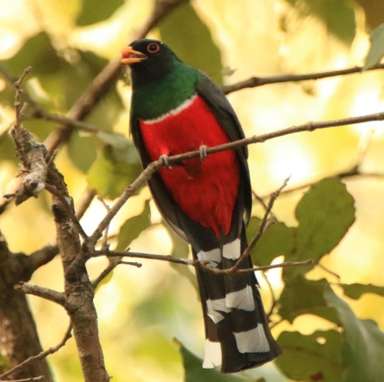 Where the Trogon Bird lives