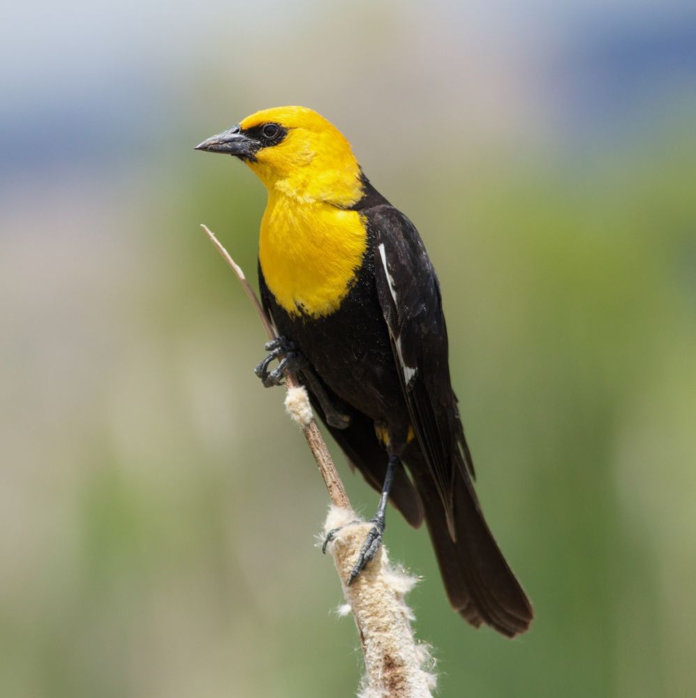 Yellow-headed Blackbird