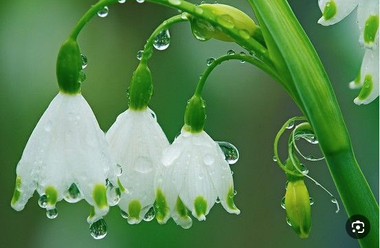 buds-w-dew-2r